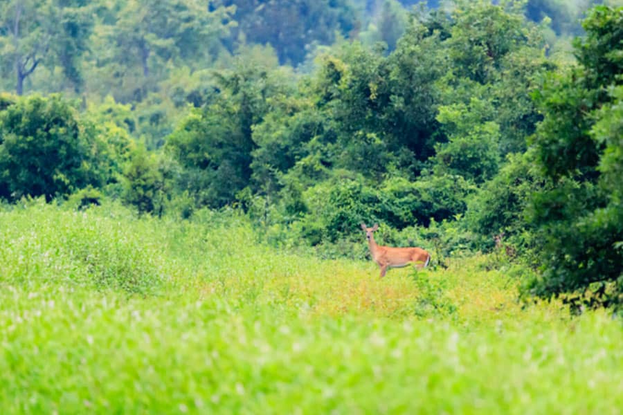 How to Attract More Deer to Your Hunting Land DDK Forestry & Real Estate